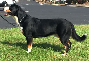 entlebucher stud dog bronco