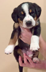 entlebucher stud dog Bronco pups