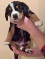 entlebucher stud dog Bronco pups