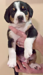 entlebucher stud dog Bronco pups