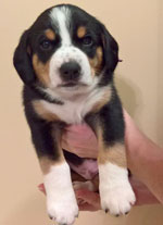 entlebucher stud dog Bronco pups