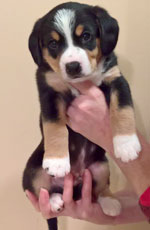 entlebucher stud dog Bronco pups