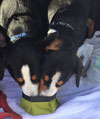 entlebucher breeder, entlebucher stud dogs bluto bronco