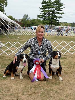 entlebucher stud dogs bluto bronco