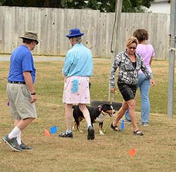 entlebucher breeder, entlebucher stud dogs bluto bronco