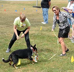 entlebucher breeder, entlebucher stud dogs bluto bronco