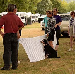 entlebucher breeder, entlebucher stud dogs bluto bronco