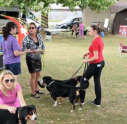 entlebucher breeder, entlebucher stud dogs bluto bronco