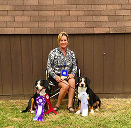 entlebucher breeder, entlebucher stud dogs bluto bronco