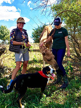 entlebucher breeder, entlebucher stud dogs bluto bronco