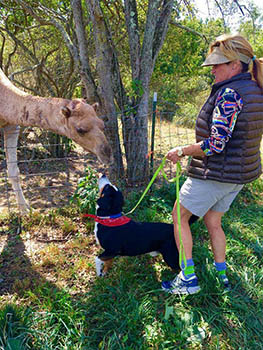entlebucher breeder, entlebucher stud dogs bluto bronco