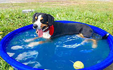 entlebucher breeder, entlebucher stud dogs bluto bronco