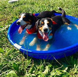 entlebucher breeder, entlebucher stud dogs bluto bronco