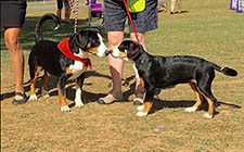 entlebucher breeder, entlebucher stud dogs bluto bronco