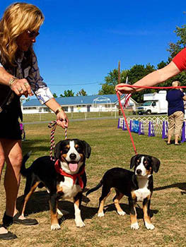 entlebucher breeder, entlebucher stud dogs bluto bronco