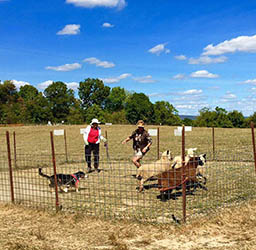 entlebucher breeder, entlebucher stud dogs bluto bronco