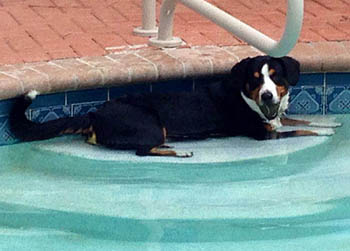 entlebucher stud dog bronco