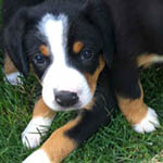 entlebucher stud dog bluto pups