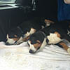 entlebucher breeder, entlebucher stud dogs bluto bronco