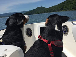 entlebucher breeder, entlebucher stud dogs bluto bronco