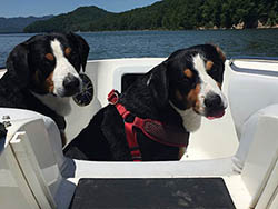 entlebucher breeder, entlebucher stud dogs bluto bronco
