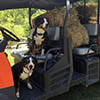 entlebucher breeder, entlebucher stud dogs bluto bronco