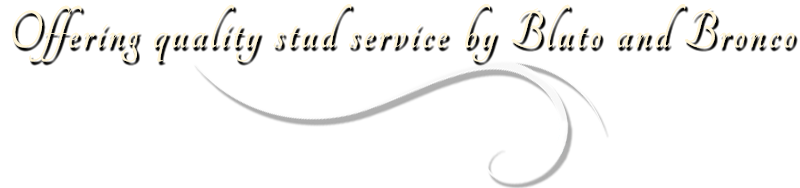 entlebucher breeder, entlebucher mountain dogs stud dogs of split pine farm sub banner, bluto, bronco